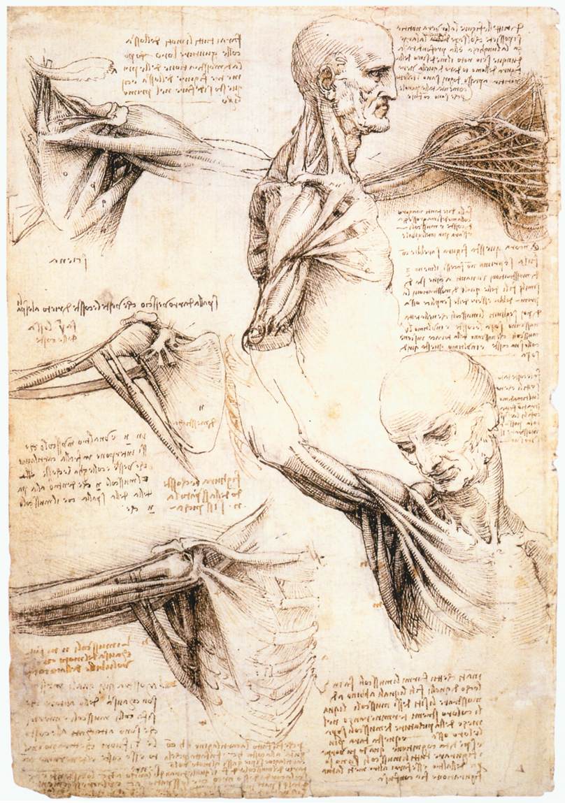 Anatomische studie van Leonardo da Vinci